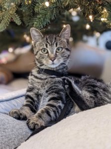 Kitten
