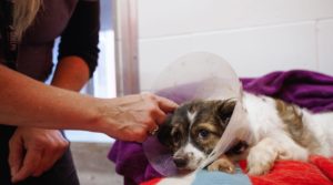 Olive in care