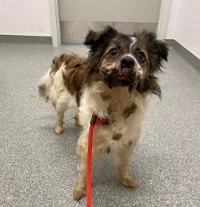 Dog with oral papillomavirus