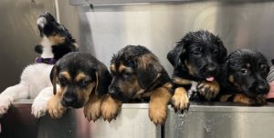 hound x puppies