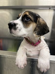 Hound puppy.