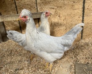Opal Crested Cream Legbar