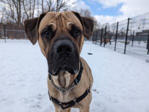 Bullmastiff, in snow