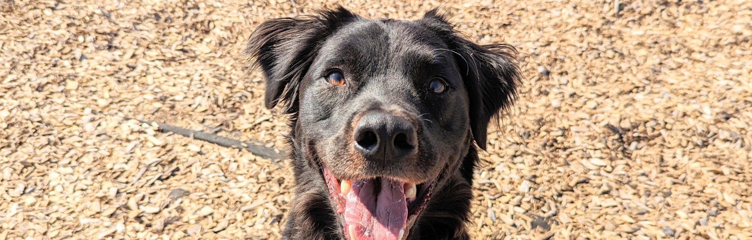 Pet Food Bank background