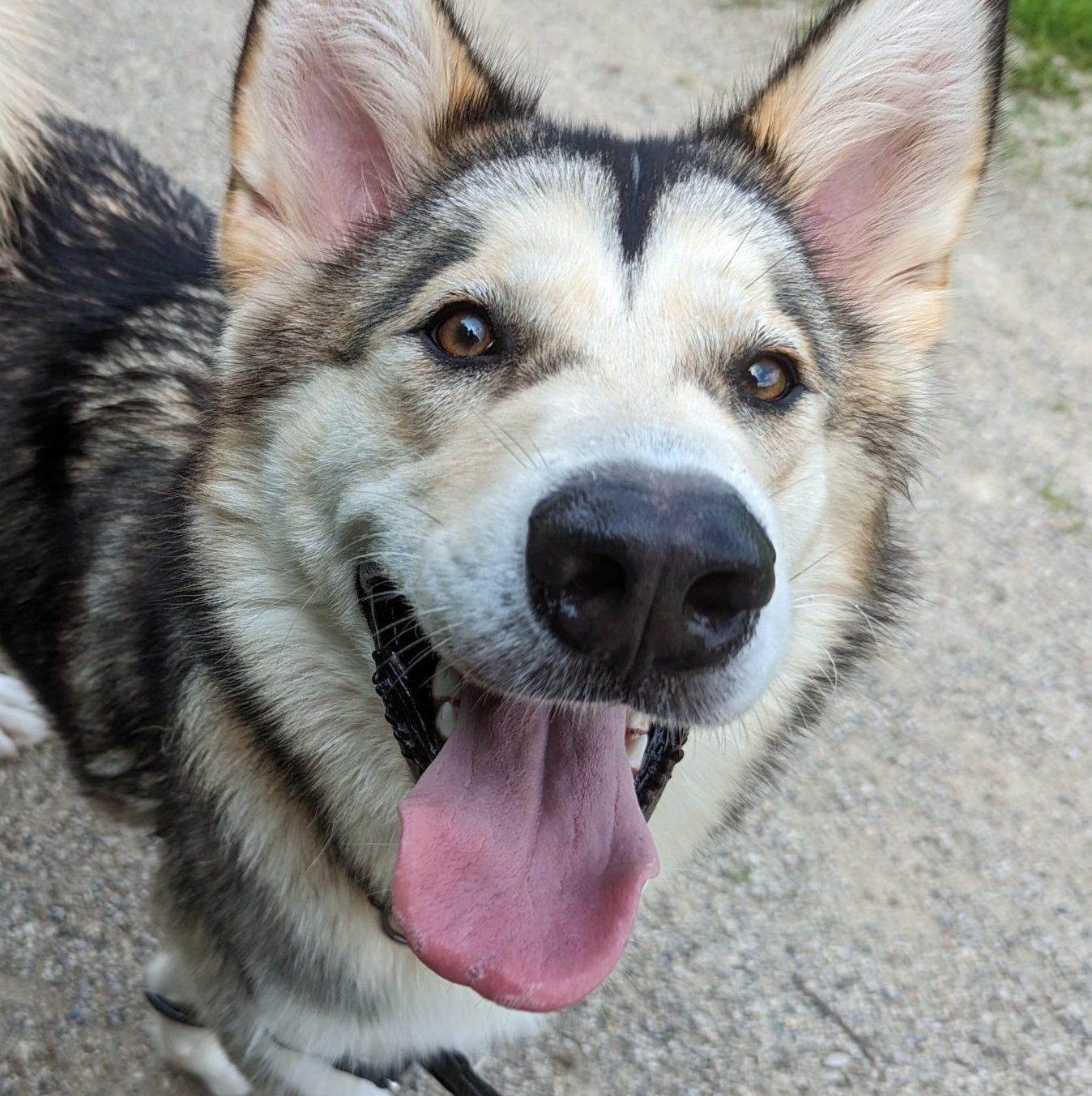 Foster background