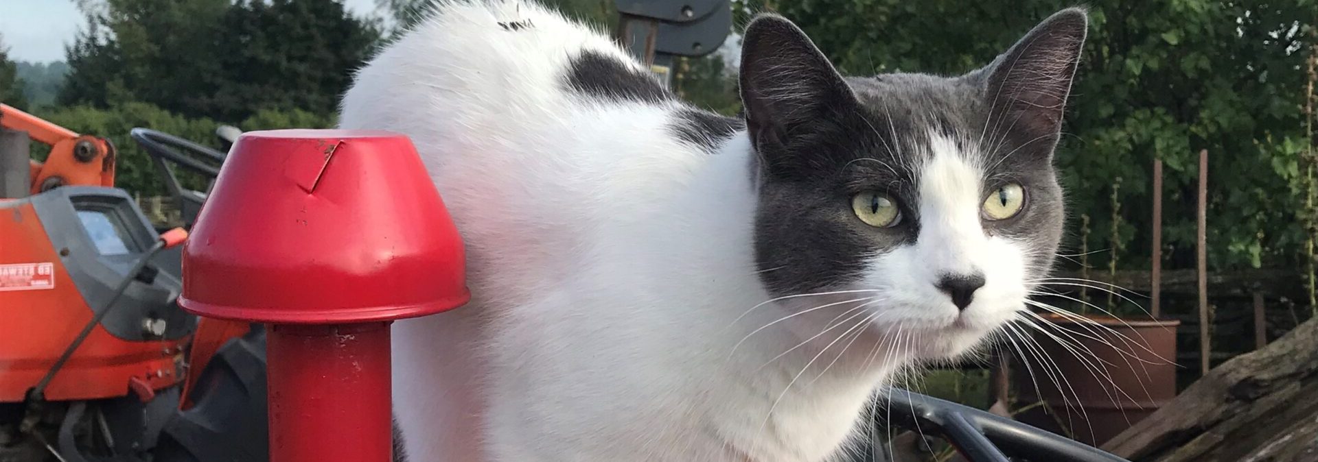 working-cat-adoption-program-banner