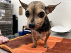 Tan and black chihuahua. 