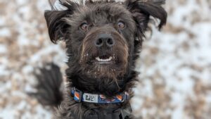 GHS Microchip Clinic: Saturday, April 25th, 2026 background