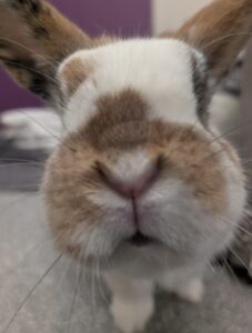 Adoption Fees for Small Animals background
