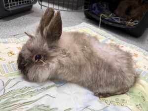Rabbit