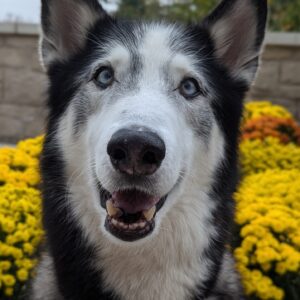 Murphy, a dog who spent 156 days in GHS care before being adopted.